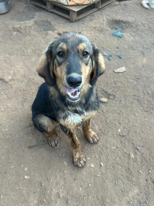 “Argo, il Cucciolo che Aspetta il Suo Lieto Fine” 🐾 Foto 8